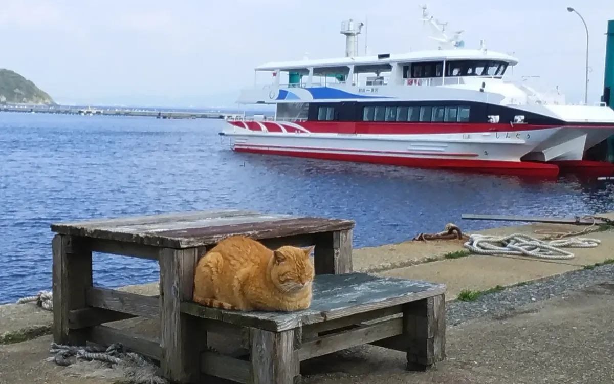 相島の港で木の段の上に丸くなる茶トラの猫と、背後に停泊する新宮町の渡船