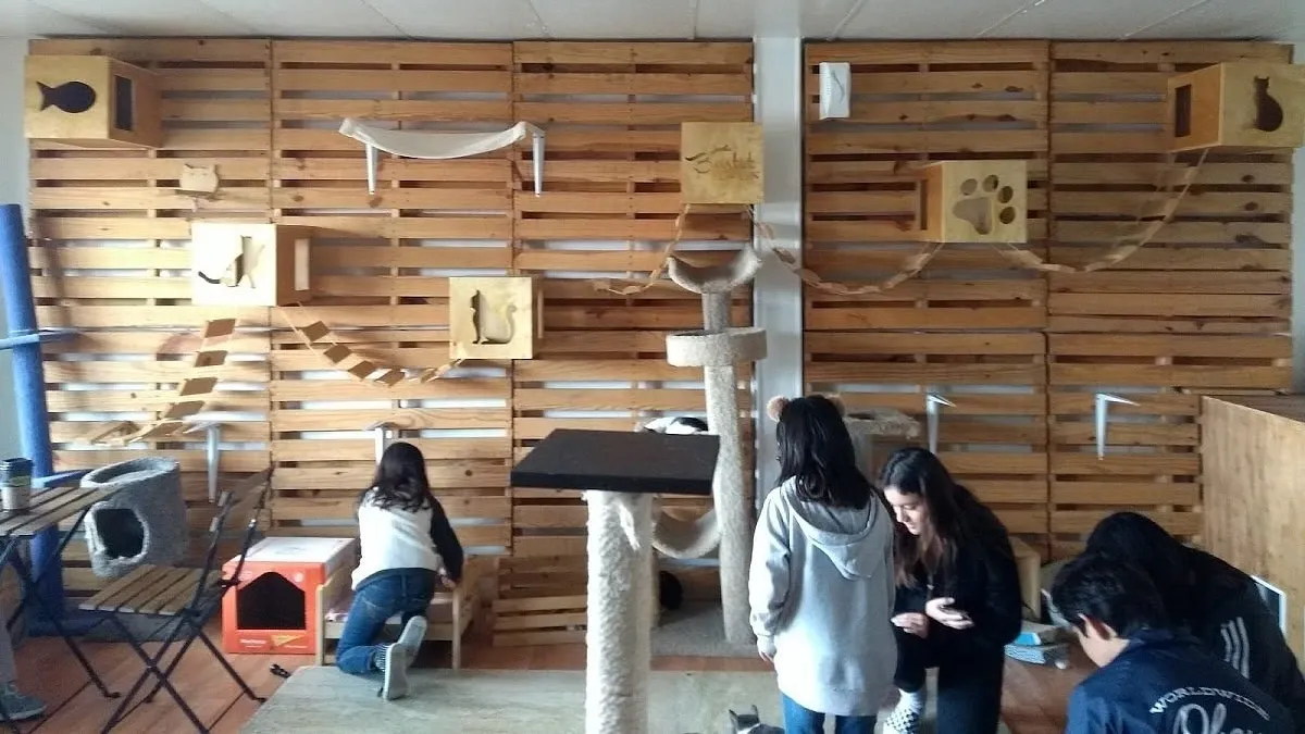 Interior do Bastet Cat Café