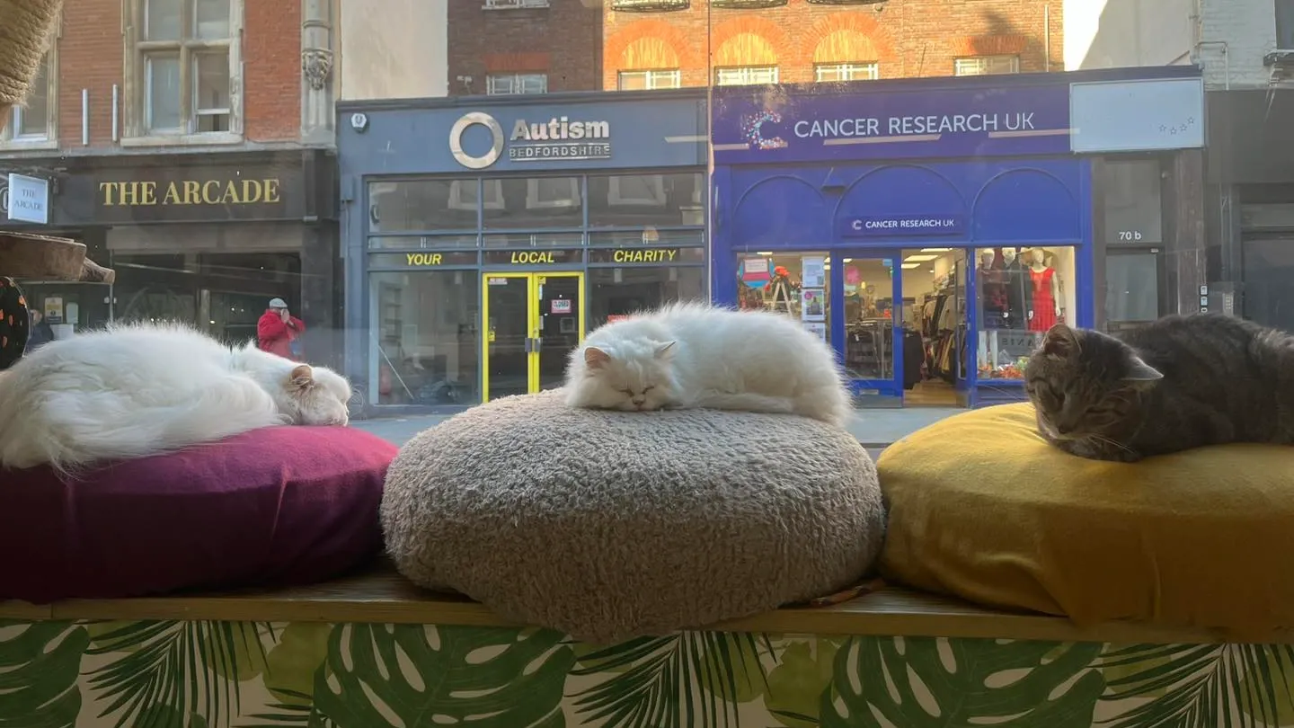 Bedford Cat Cafe interior