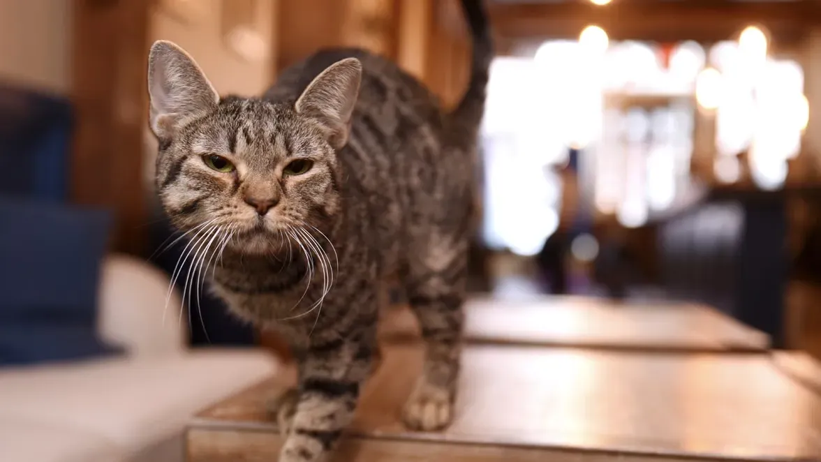 Một chú mèo mướp đi dọc theo mặt bàn tại Brooklyn Cat Cafe