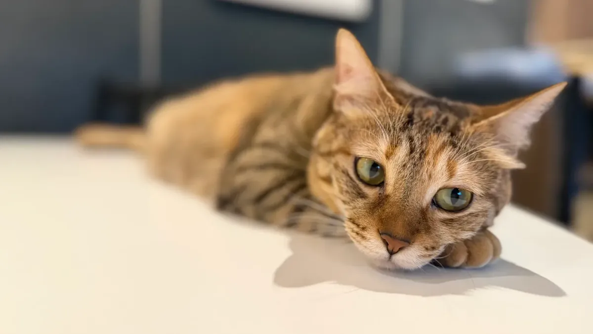 A tabby resting on a table at Calaugh Cafe in Asakusa