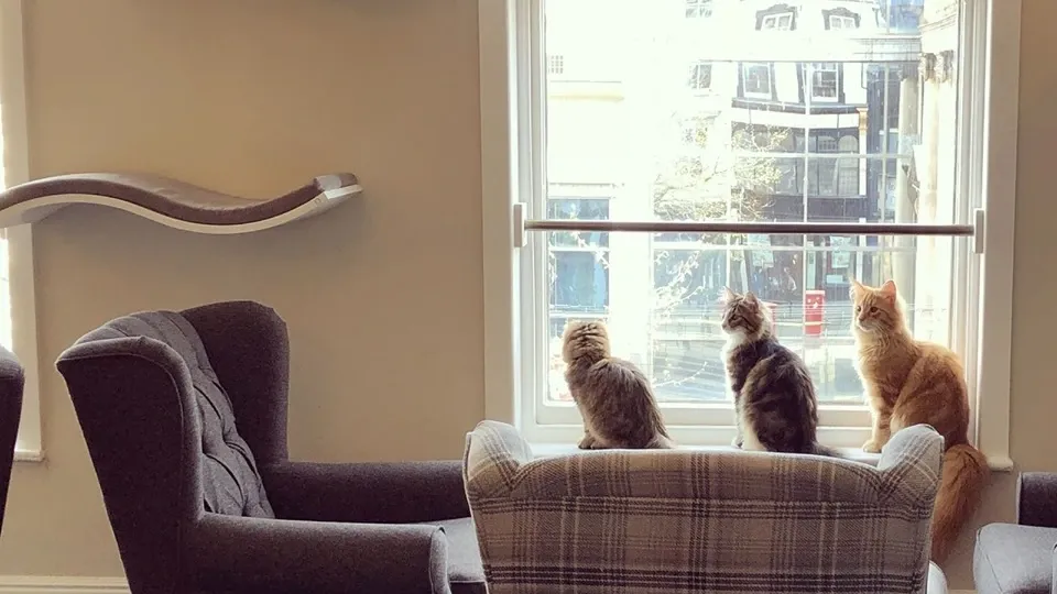 Cat Cafe Liverpool interior