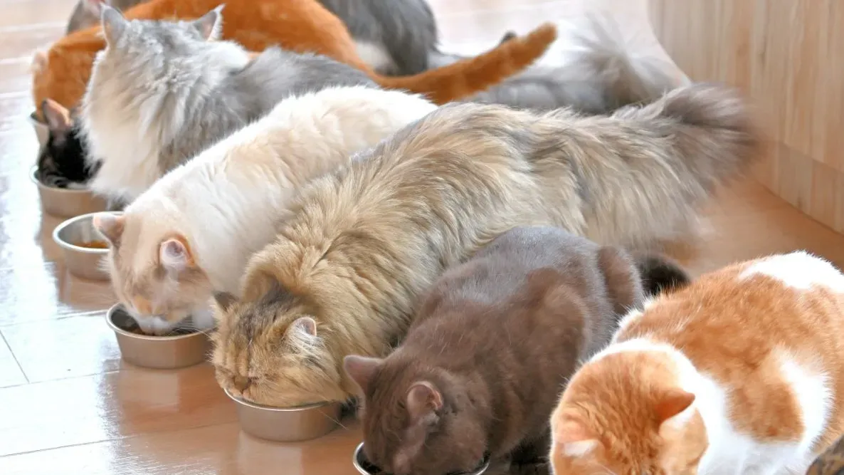 Cats lined up at their bowls at Cat Café MOCHA