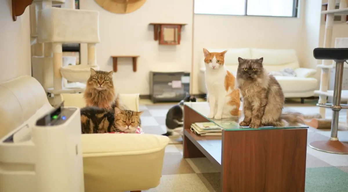 神戸のcat cafe Nyannyで、ガラスのコーヒーテーブルとクリーム色のソファの上にいる長毛の猫たち
