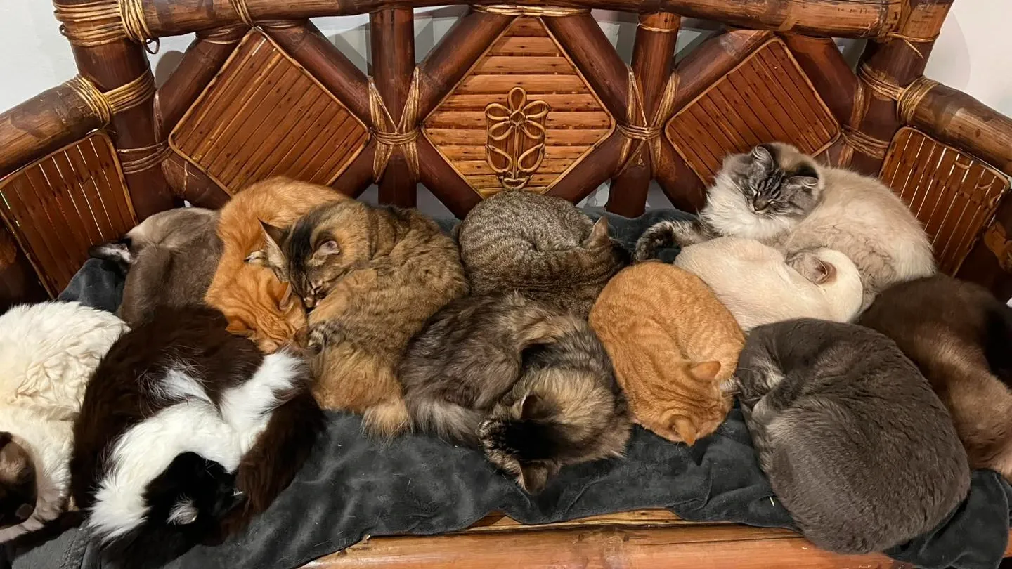 Cat Village North interior