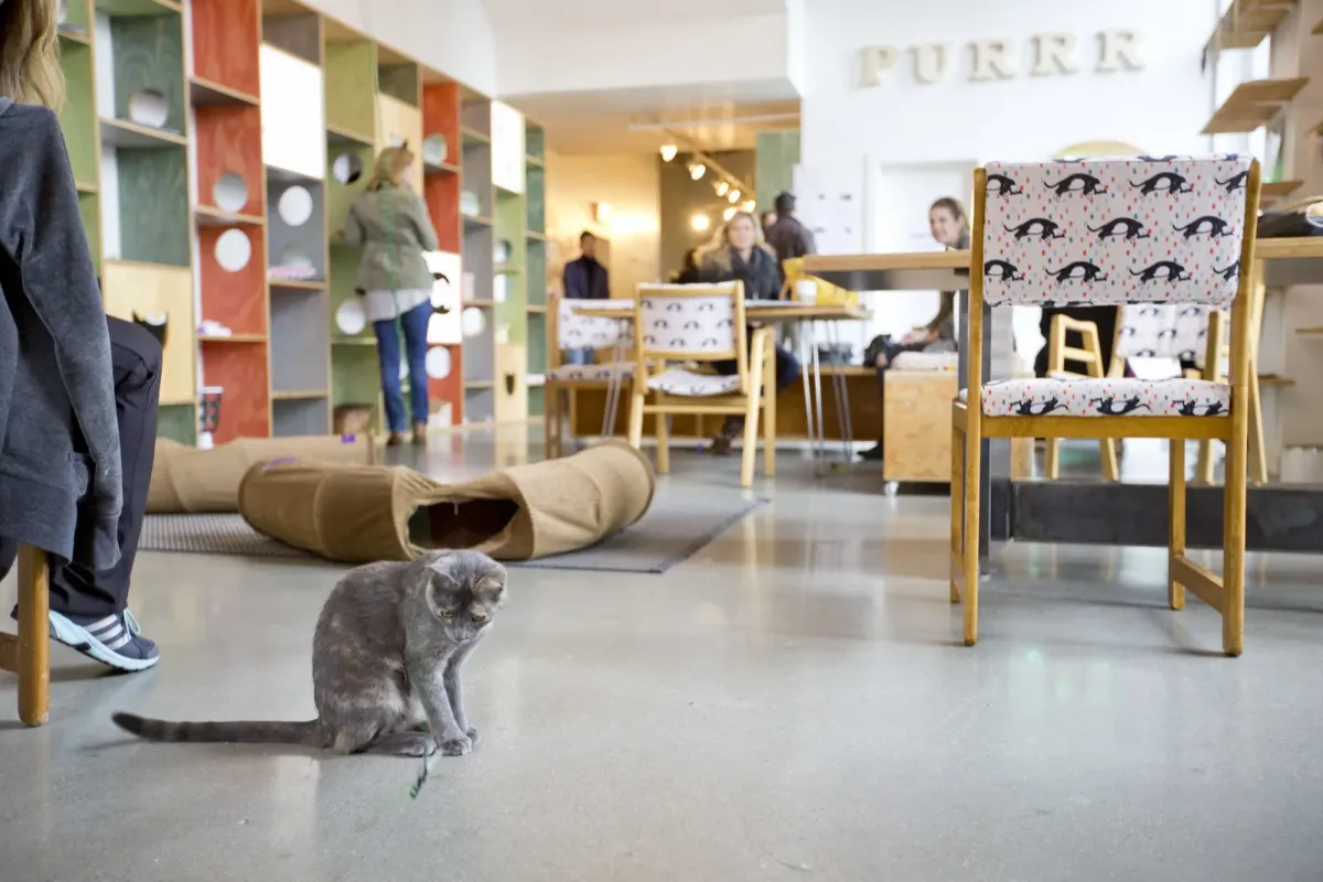 Visitors at tables and a grey cat on the floor in the lounge at Catfe, Vancouver, in 2016