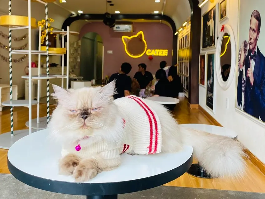 داخل Catfe