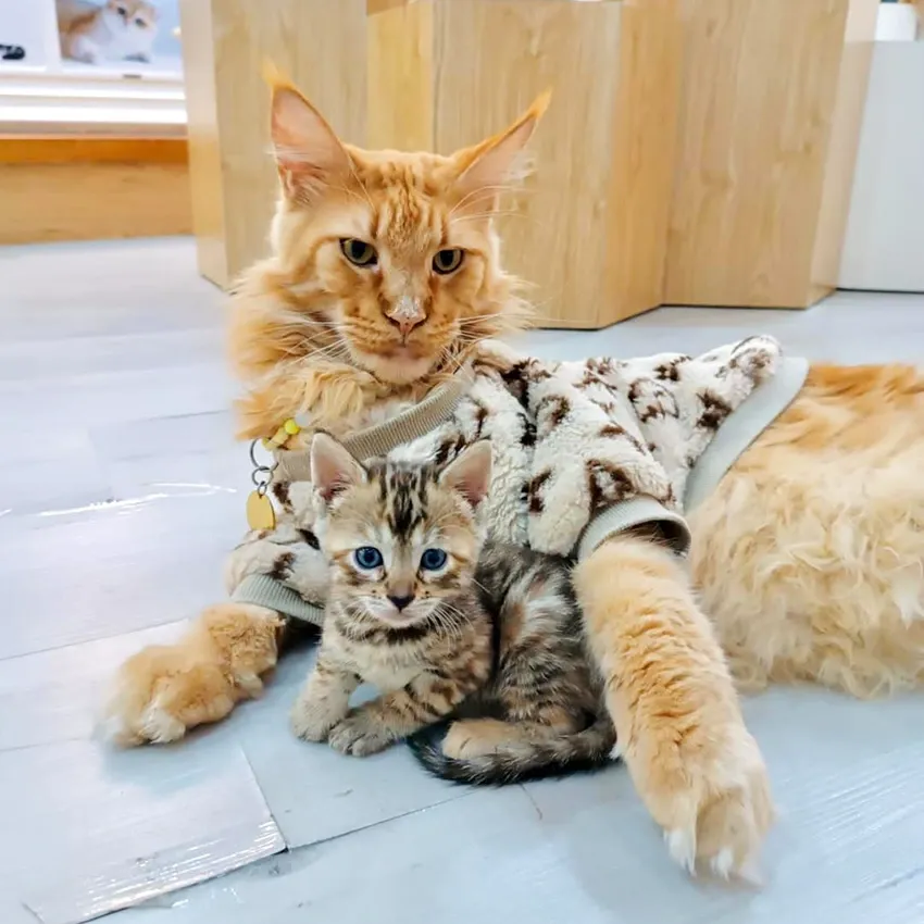 قطة Catfe