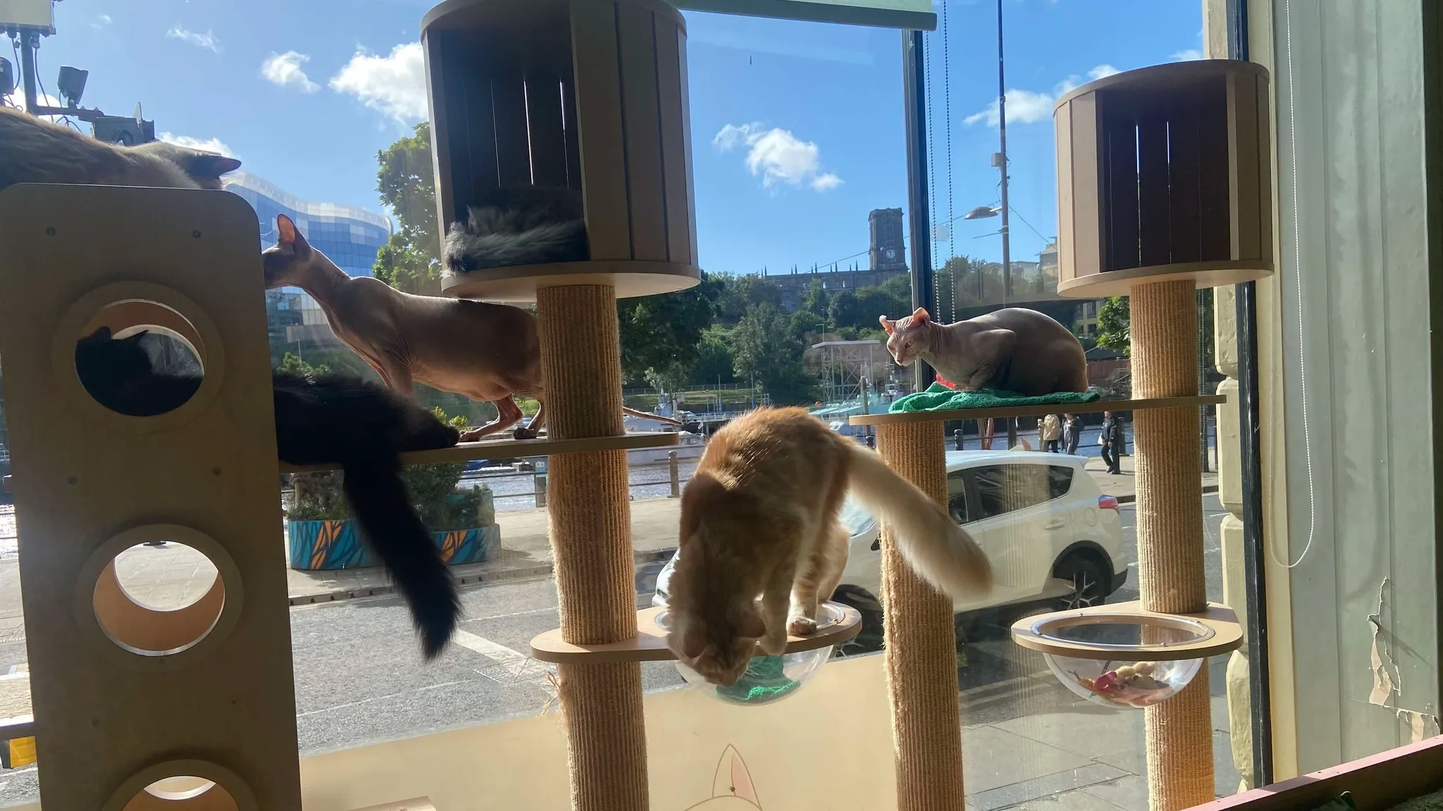 CatPawCino Newcastle interior