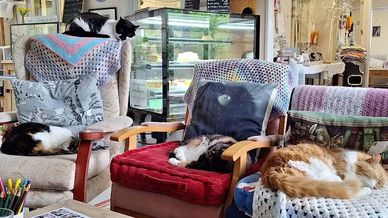 Cool for Cats Cafe interior