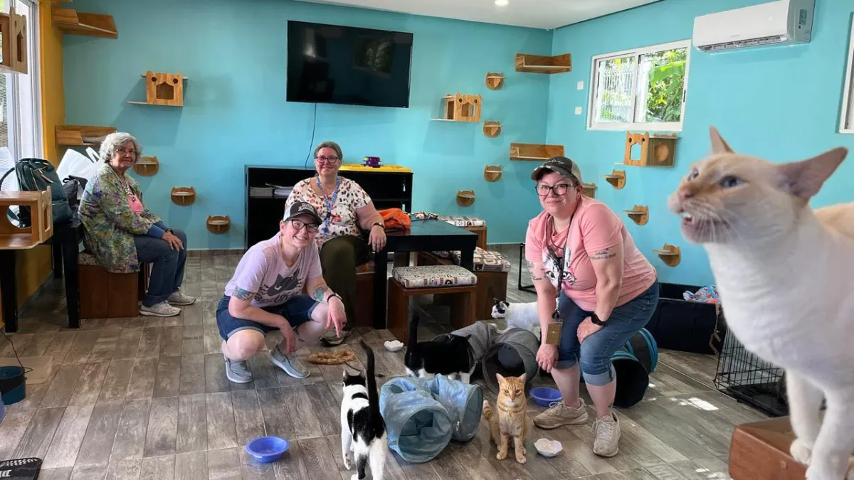 Interior do Cozumel Cat Cafe