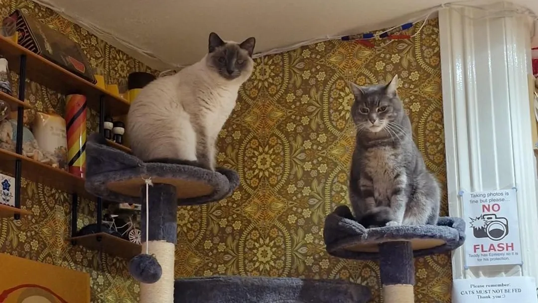Darling Darlings Cat Lounge interior