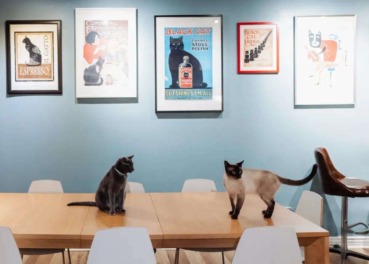 A black cat and a Siamese on a long table beneath framed cat posters at Denver Cat Company