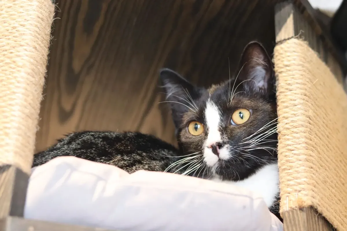 A black-and-white cat peeking out of a cat tree at Elevated Communities Cat Cafe in Longmont