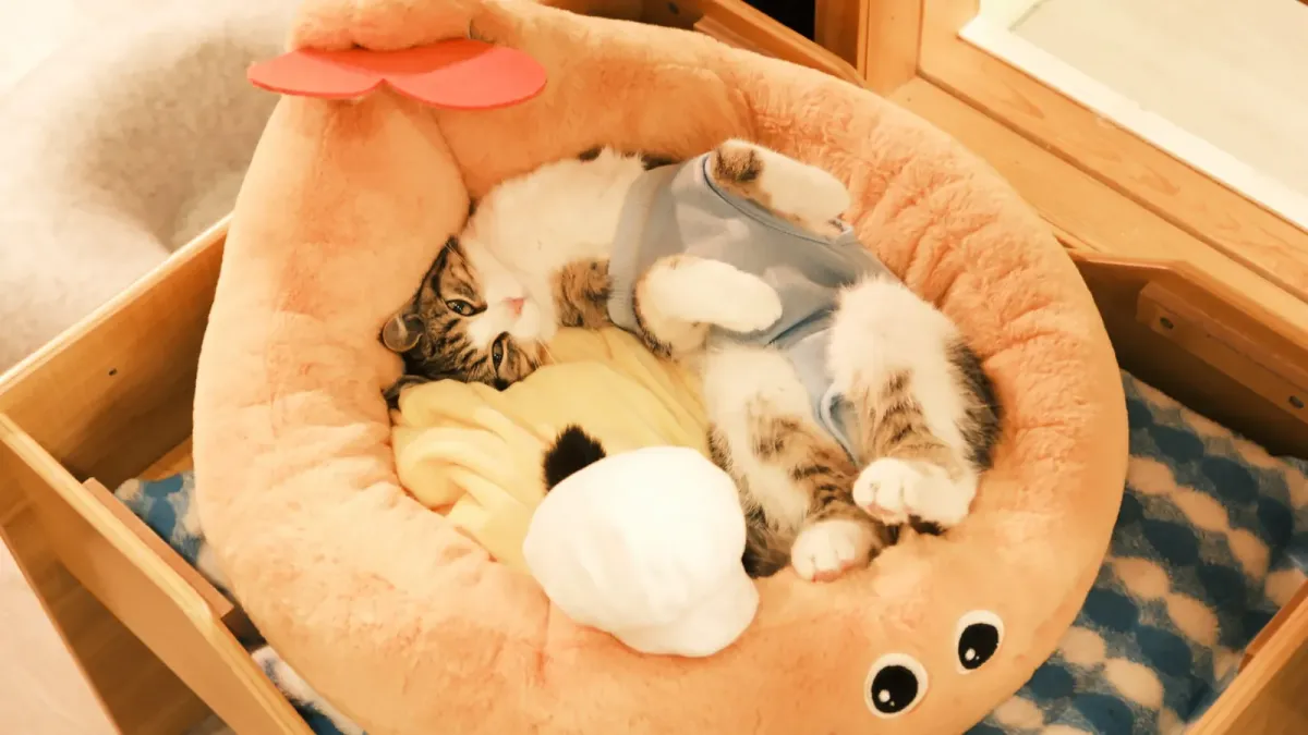 Hai chú mèo con ngủ cùng nhau trong một chiếc giường mèo tròn tại Espurresso Cat Cafe