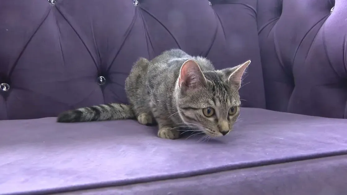 Ein getigertes Kätzchen auf einem lila Samtsofa bei Fables & Fur