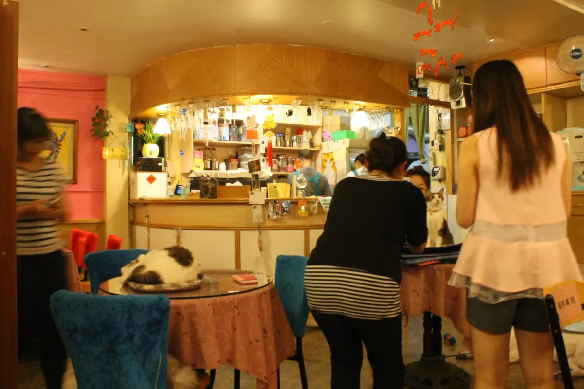 قطط تستريح بين الطاولات في Kitten Coffee Garden في تايبيه