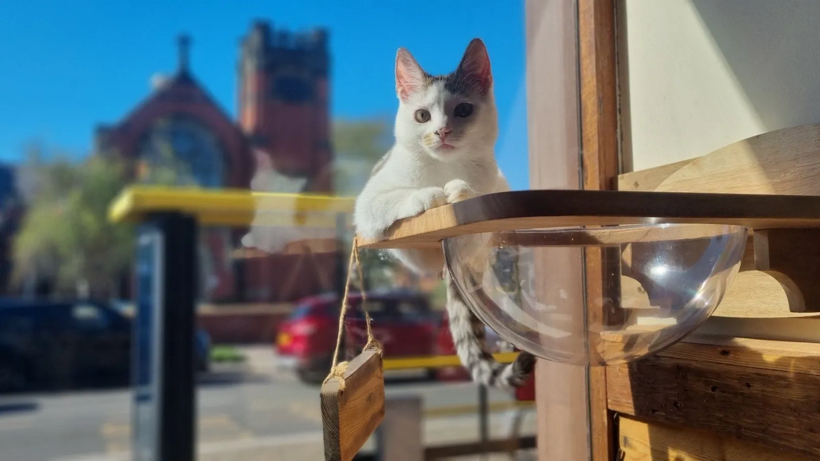 Jackson's Rescue Cat Cafe interior