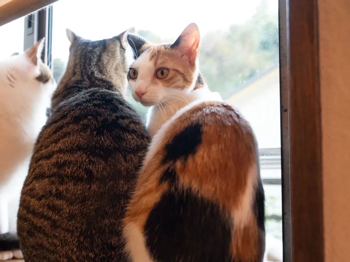 鎌倉ねこの間の木枠の窓辺に座るキジトラと三毛猫