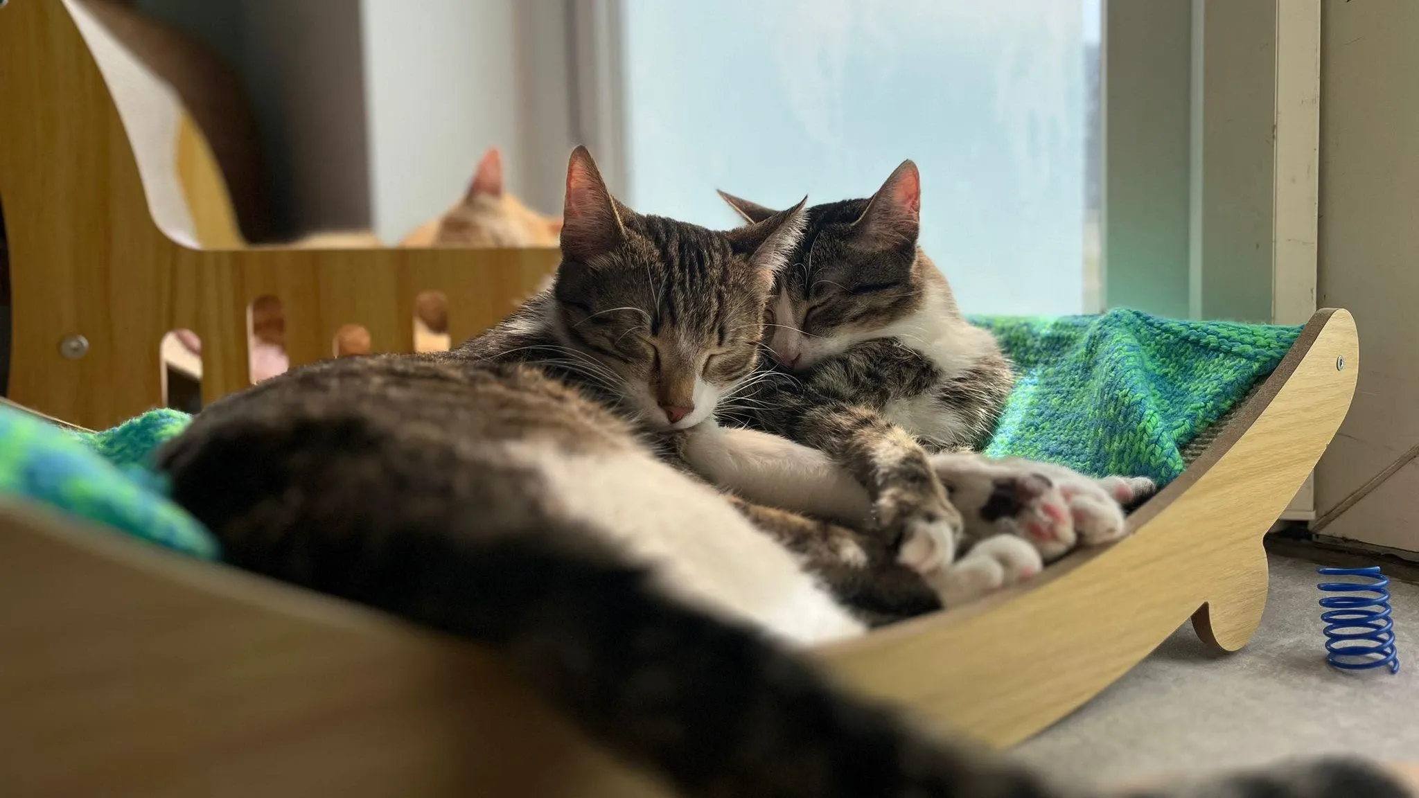 Kiko's Cat Cafe interior