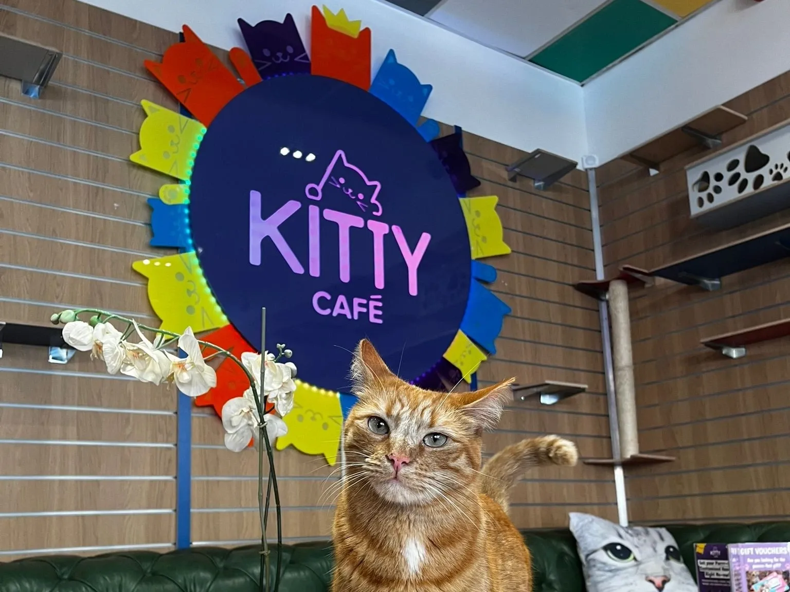 Kitty Cafe Birmingham interior"