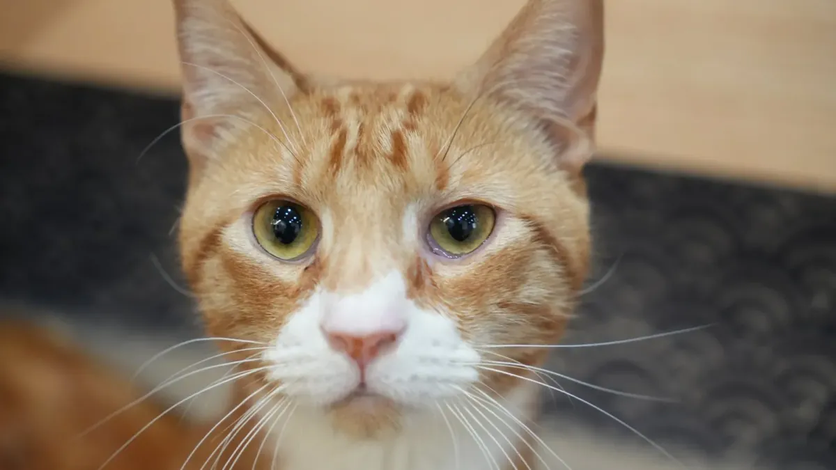 Một chú mèo lông cam trắng nhìn vào máy ảnh tại Kokoro Cat Café