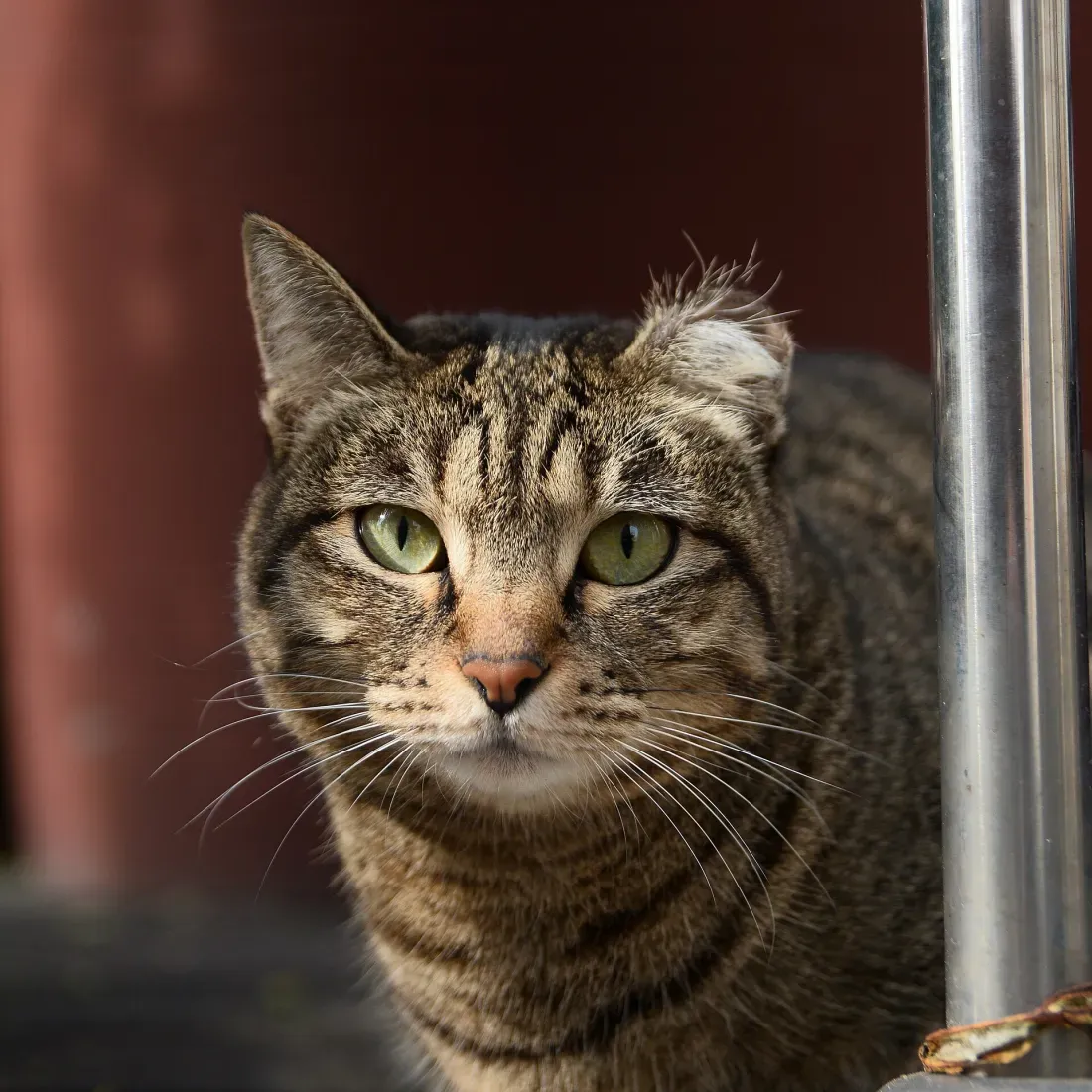 A tabby street cat in Korea with the tip of its left ear clipped after neutering