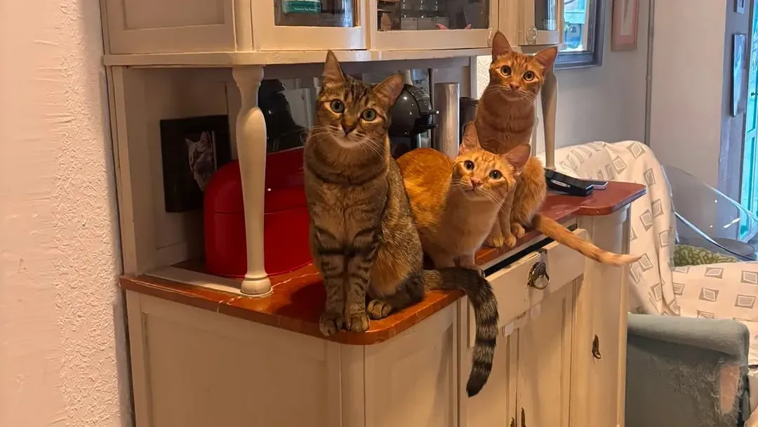 Three cats on a dresser at La Gateria