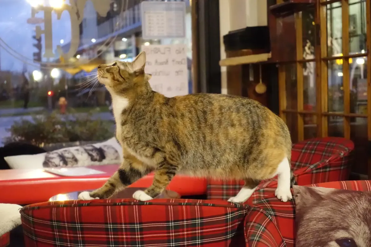A tabby cat walking along tartan armchairs by the window at Café Félin Ma Langue aux Chats, Québec City