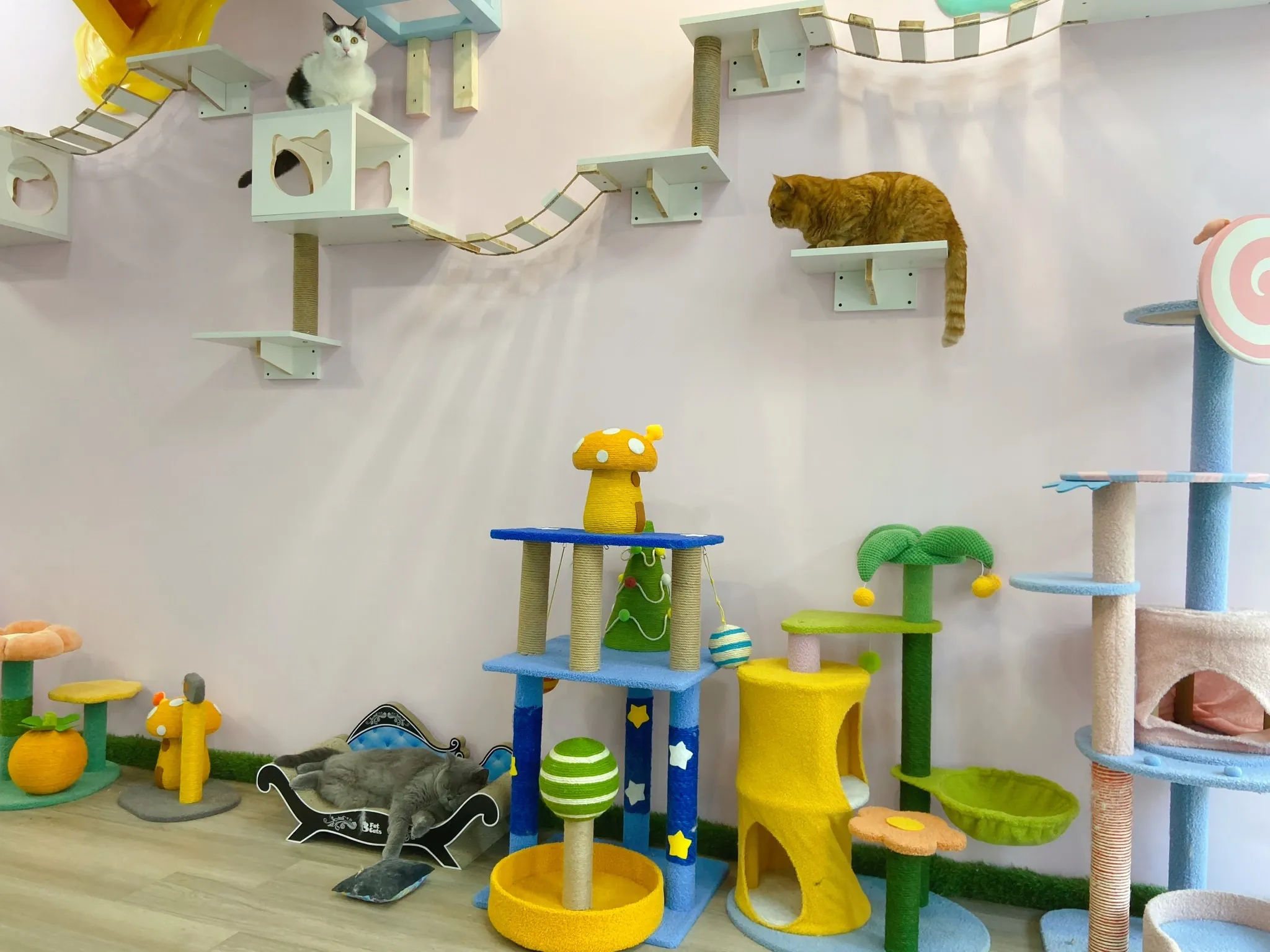 Meow Cat Cafe Glasgow interior"