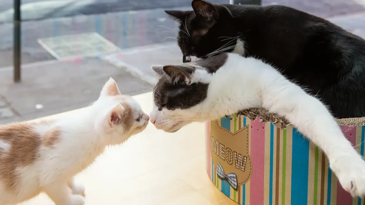 Ba chú mèo chạm mũi nhau ở cửa sổ phía trước của Meow Parlour
