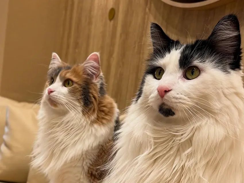 Cat Cafe Mocha Okayama