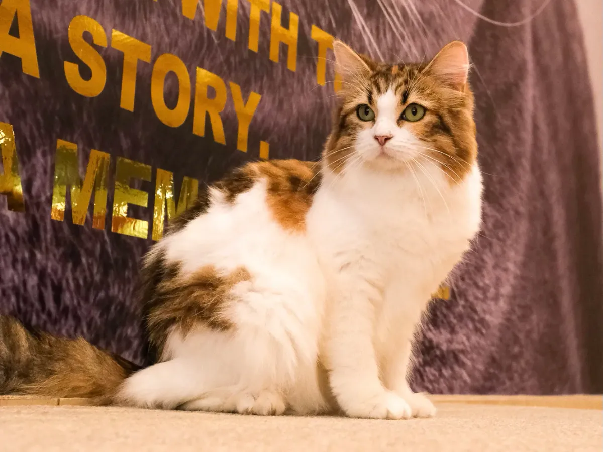 Cat Cafe Mocha Okayama