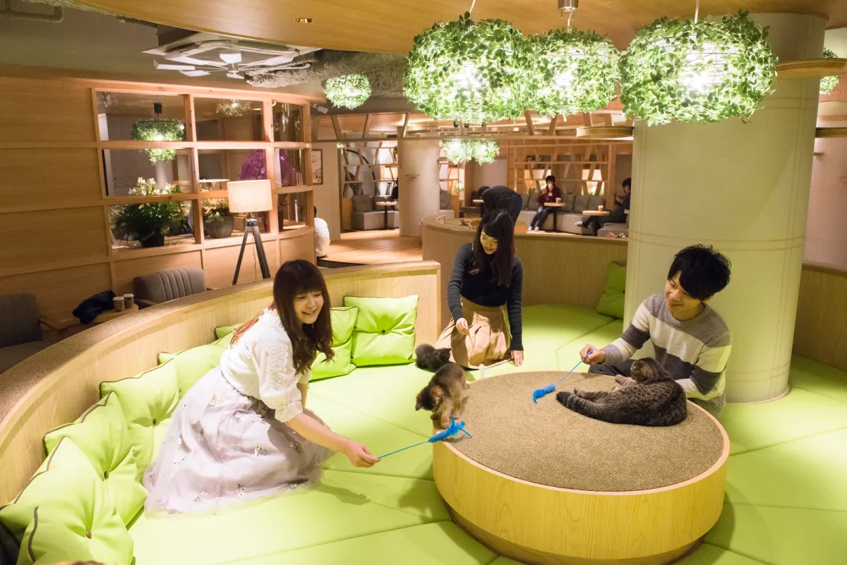 Visitors playing with cats around the round sofa at MOCHA Lounge Shinjuku in Tokyo