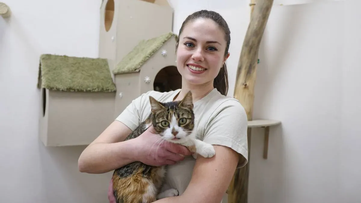 An adoptable cat at Momotaro Cat Café in Sabadell