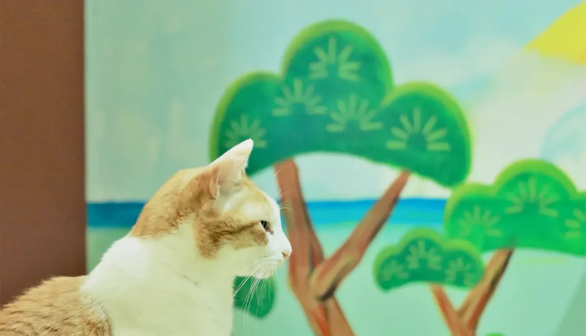 ネコリパブリック大阪の、松が描かれた銭湯風の壁画の前に座る茶白猫