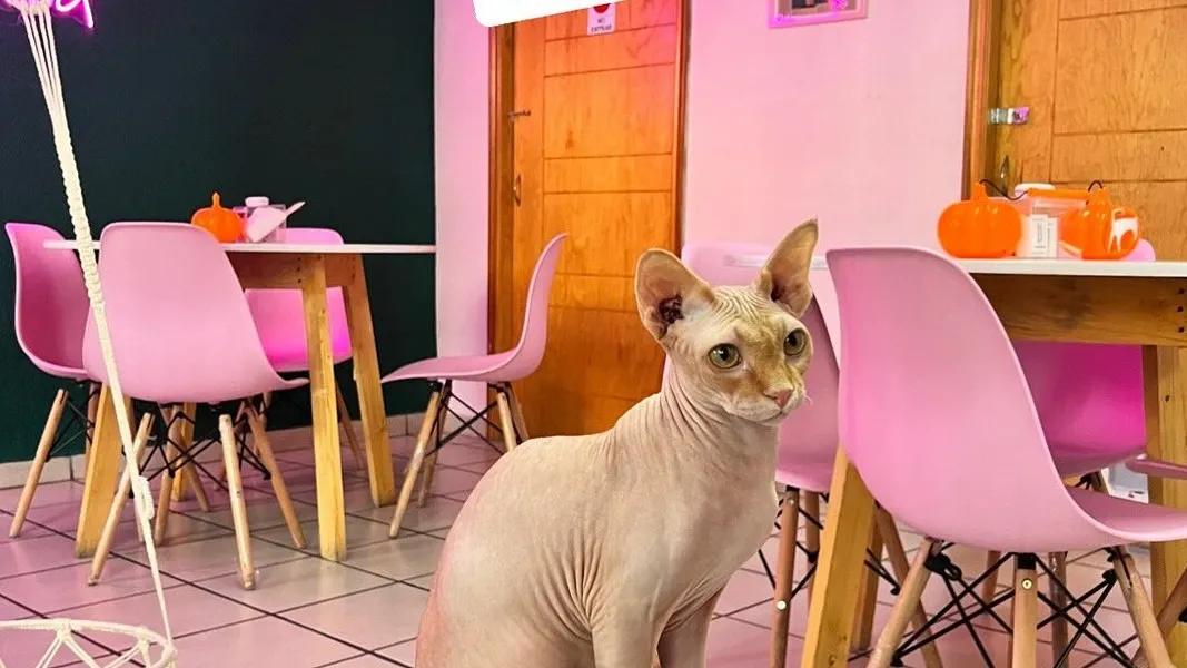 Interior do Neko-hi Café