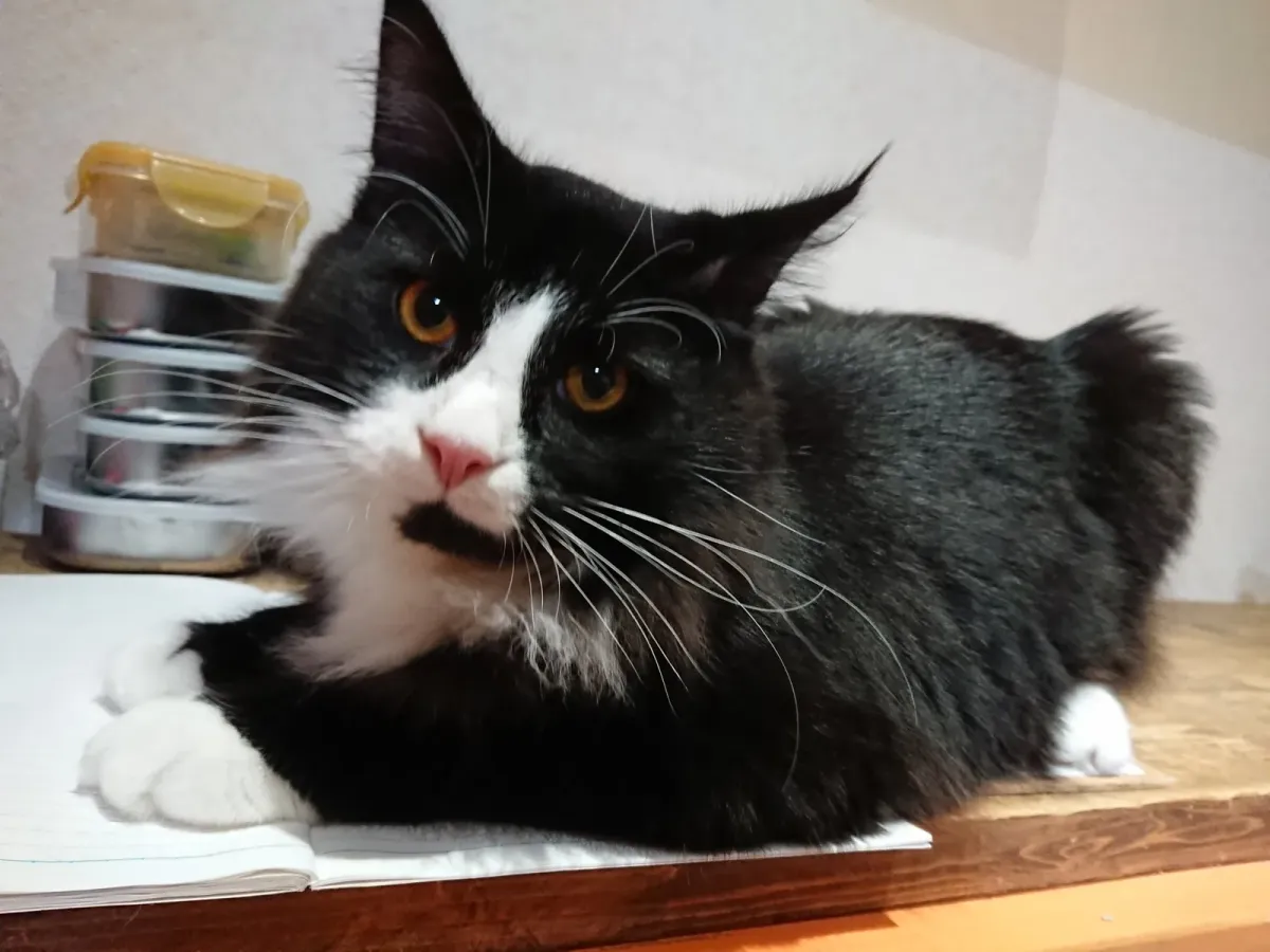 Un Maine Coon al Neko JaLaLa