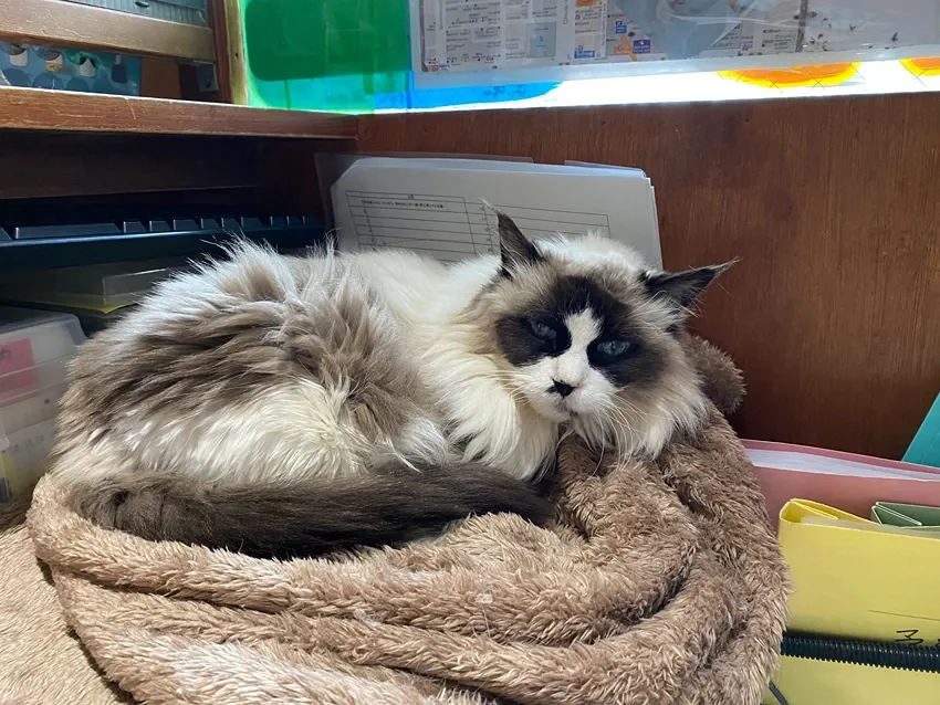 ماين كون في Cat Cafe JaLaLa