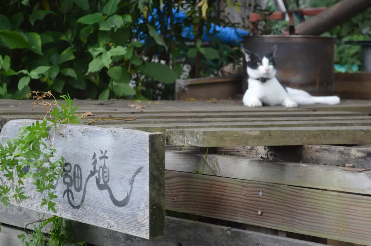 尾道の「猫の細道」の木彫りの看板の上でくつろぐ猫