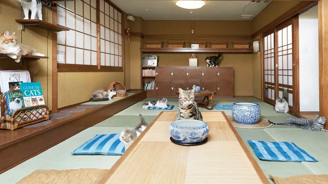Cats lounging in the tatami room at Neko no Jikan in Osaka