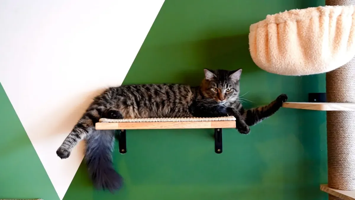 A tabby cat stretched out on a wall shelf at NoCo Cat Cafe in Loveland