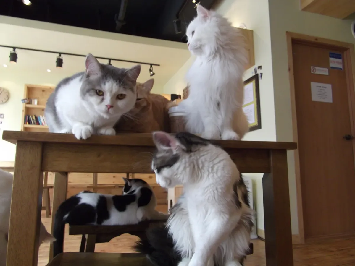 Cats on and under a wooden table at a cat café in Cheonan, Korea