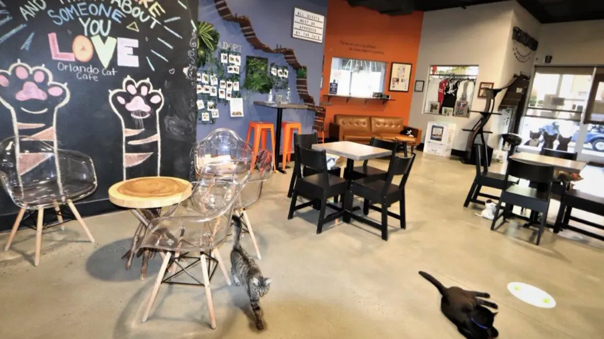 Katzen streifen durch das Spielzimmer des Orlando Cat Café in Clermont