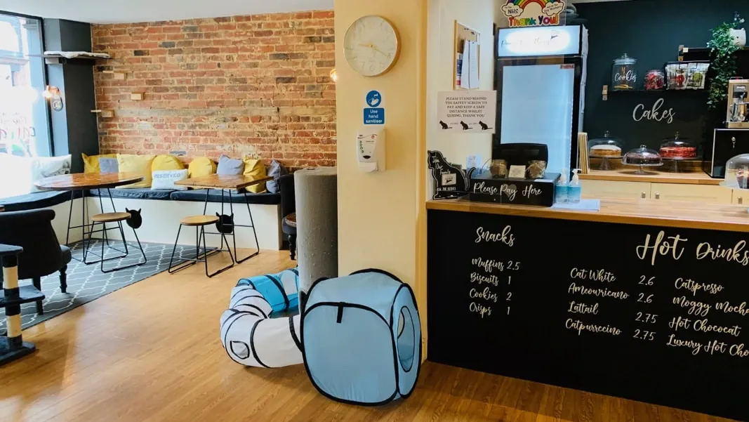 Paws For Thought Cat Cafe interior"