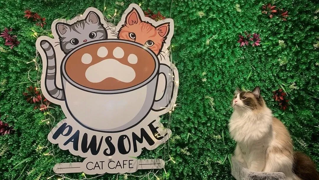 The Pawsome Cat Cafe Durham interior"