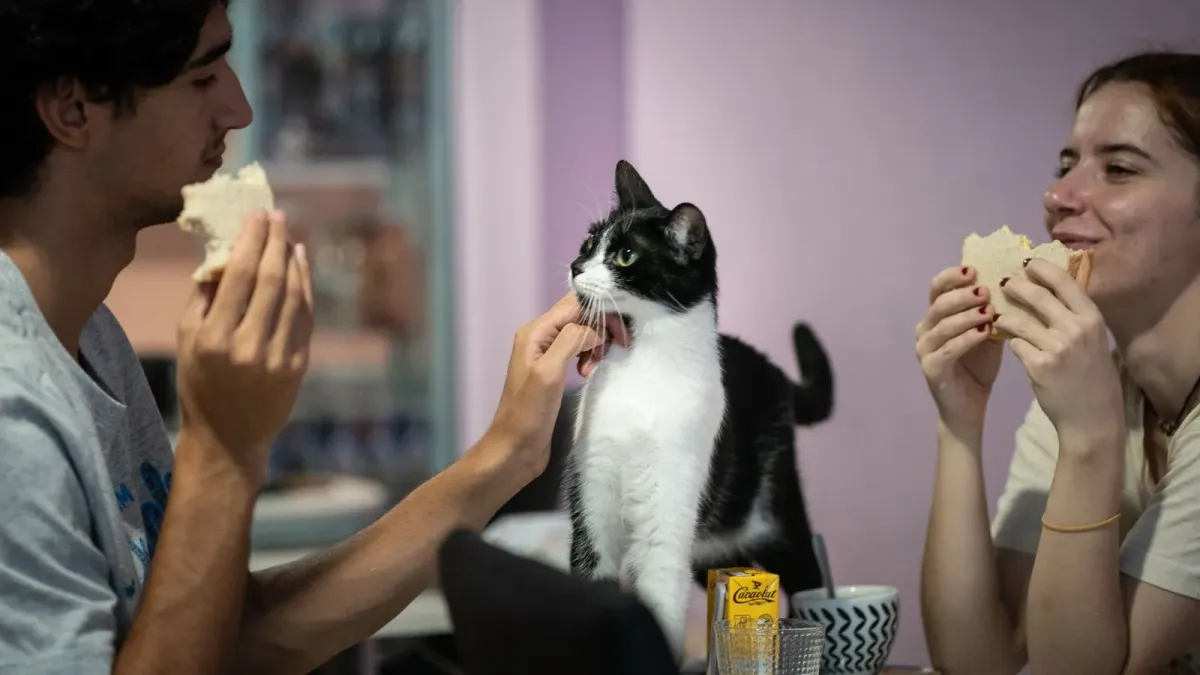 A black and white cat at a table in Pingu Cat Cafè