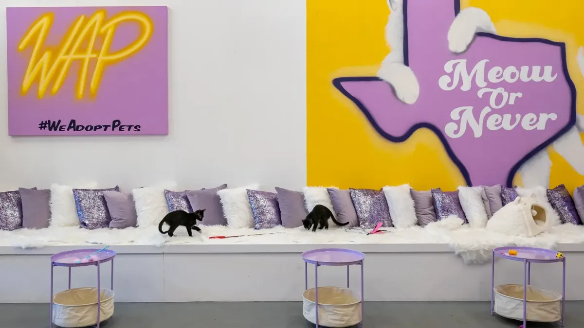 Filhotes em um longo banco acolchoado sob um mural em forma de Texas com os dizeres "Meow or Never" no Purr-fecto Cat Lounge