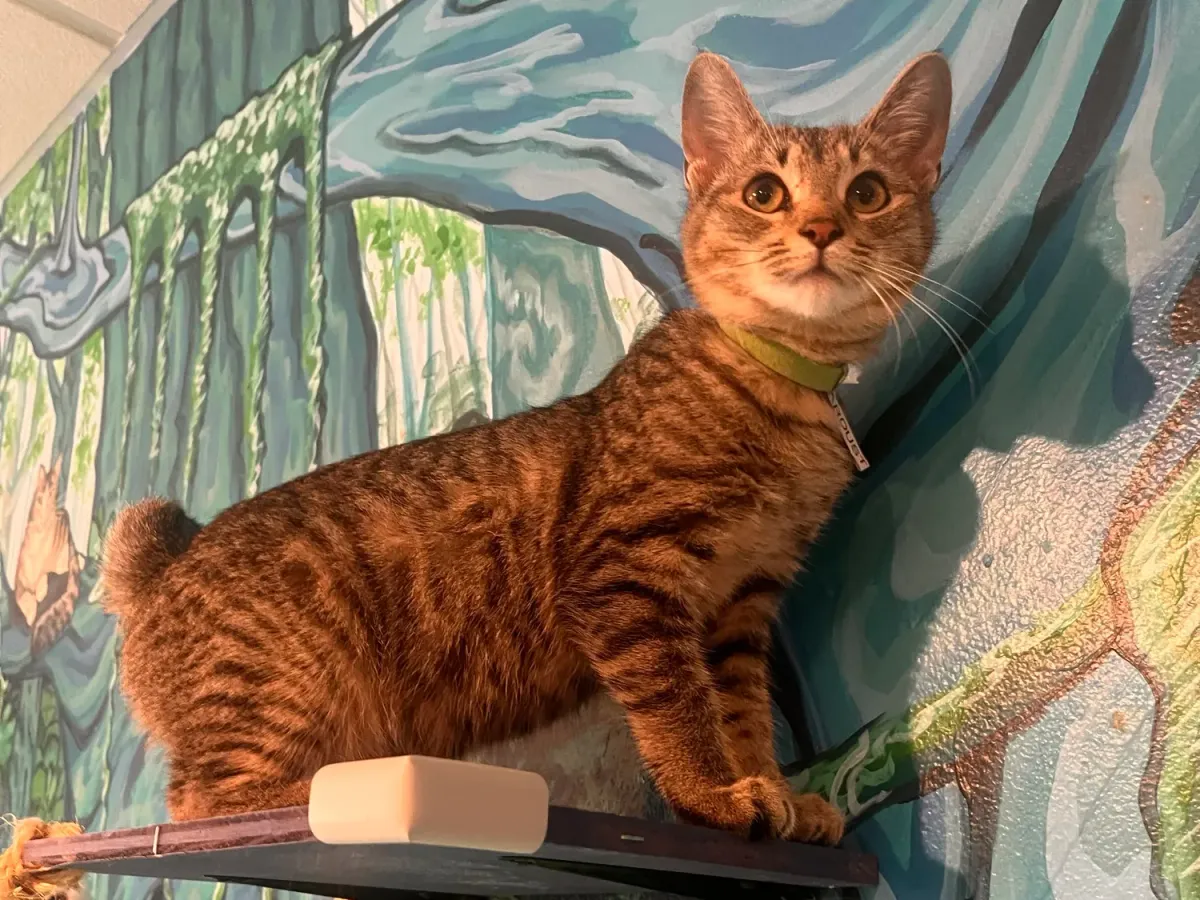 A tabby cat on a wall shelf in front of the jungle mural at Purrfect Pause in Boulder