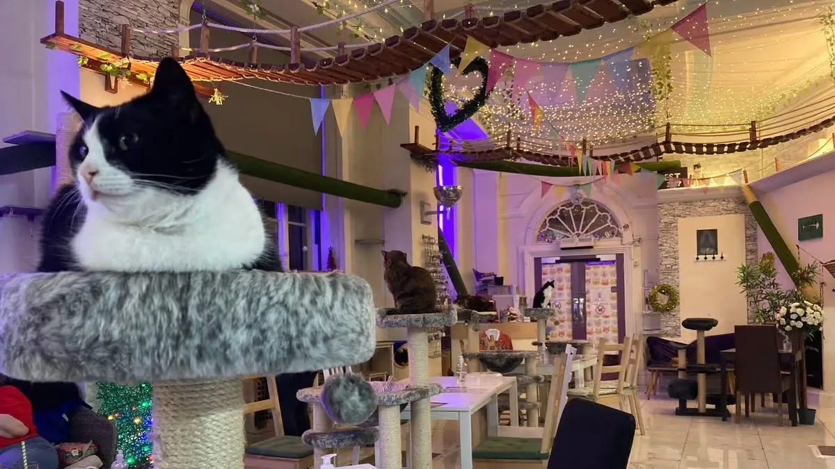 Purrple Cat Rescue Glasgow interior"